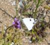 Pontia daplidice